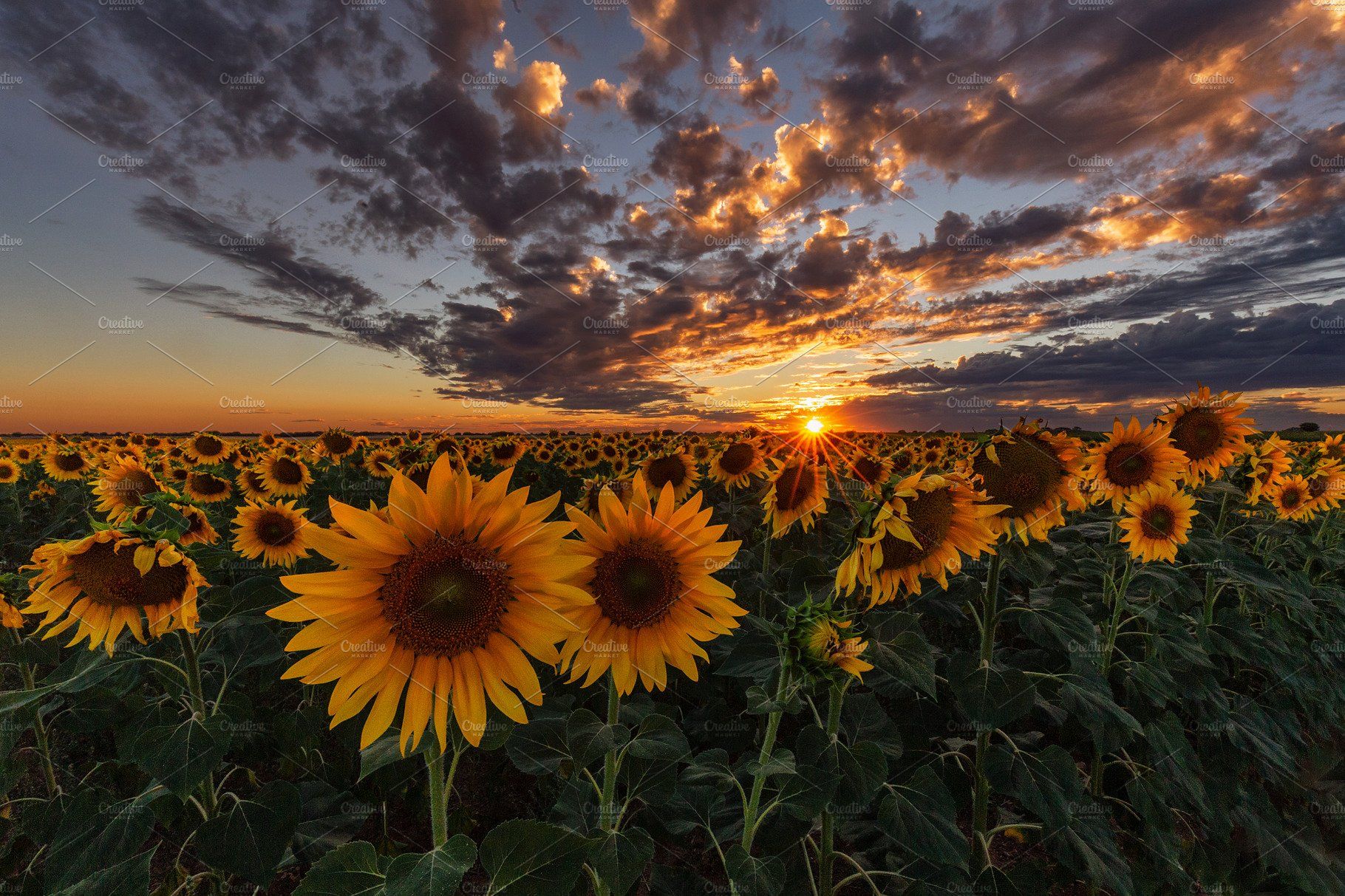 cute wallpapers sunflowers 0074