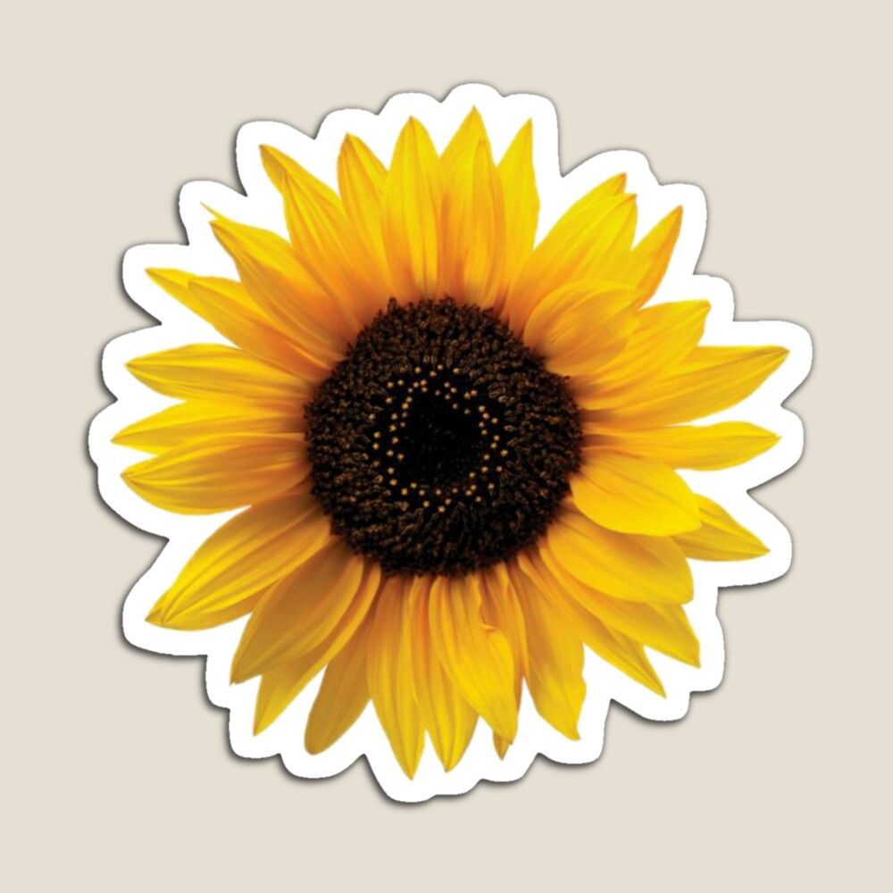 cute wallpapers sunflowers 0075