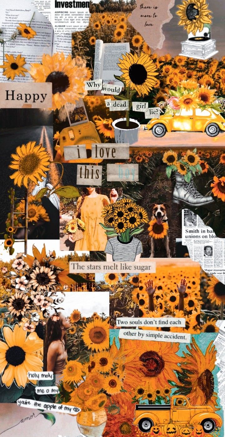 cute wallpapers sunflowers 0077