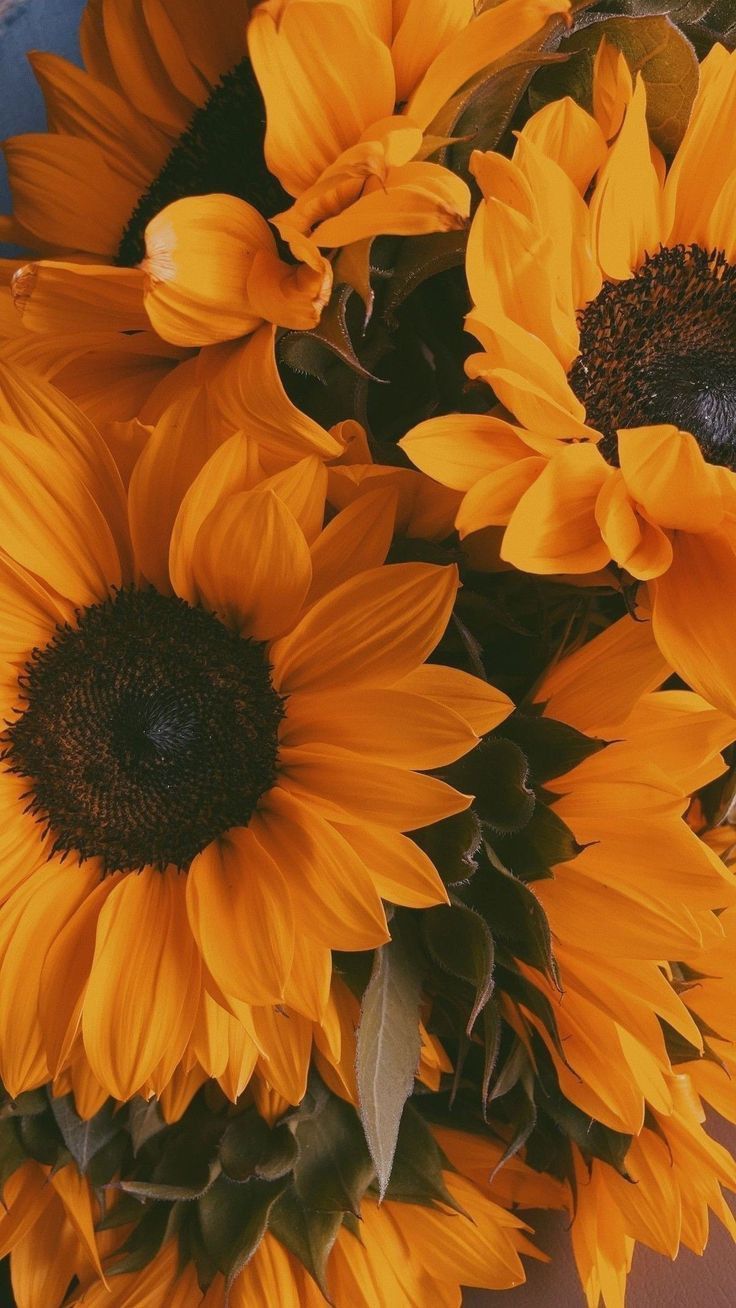 cute wallpapers sunflowers 0080