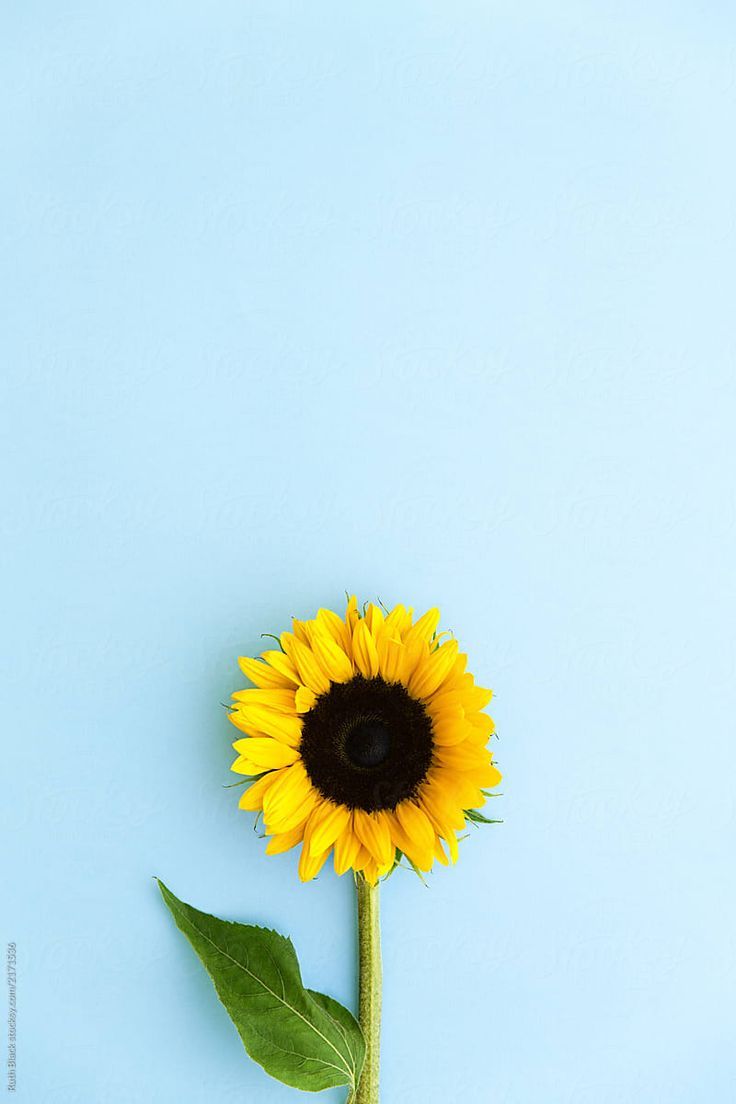 cute wallpapers sunflowers 0084