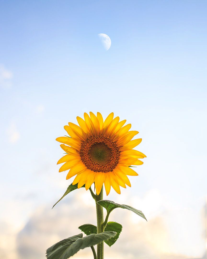 cute wallpapers sunflowers 0085