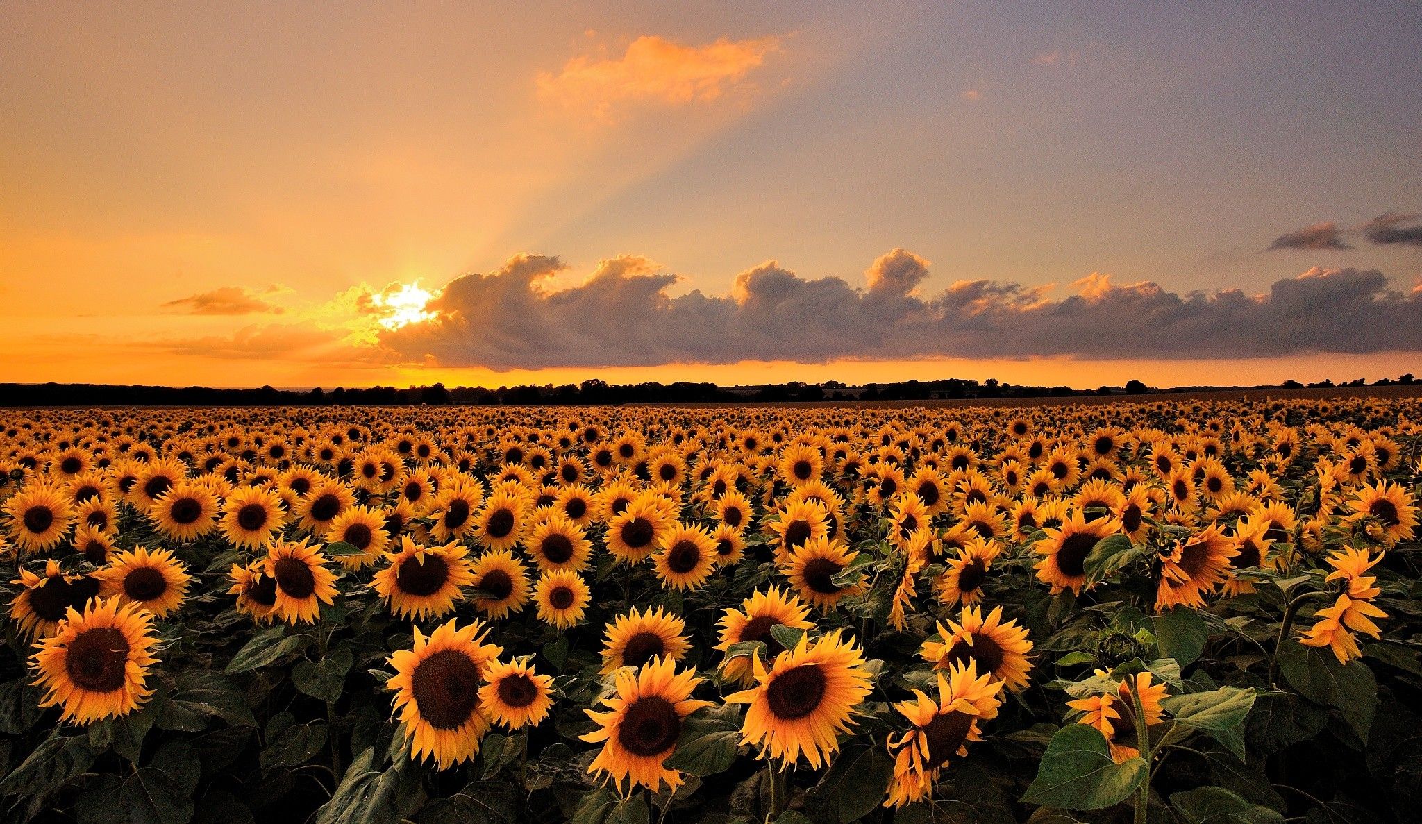 cute wallpapers sunflowers 0089