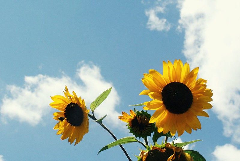 cute wallpapers sunflowers 0091