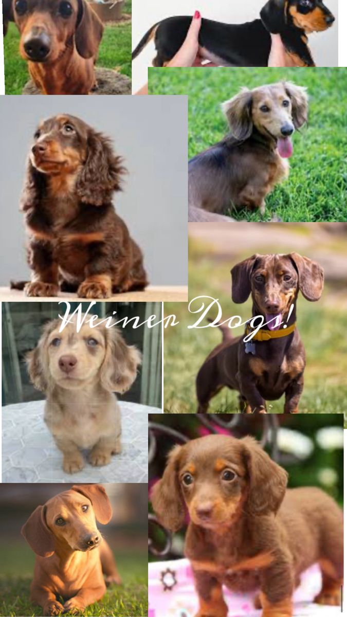 cute wiener dog wallpapers for phone