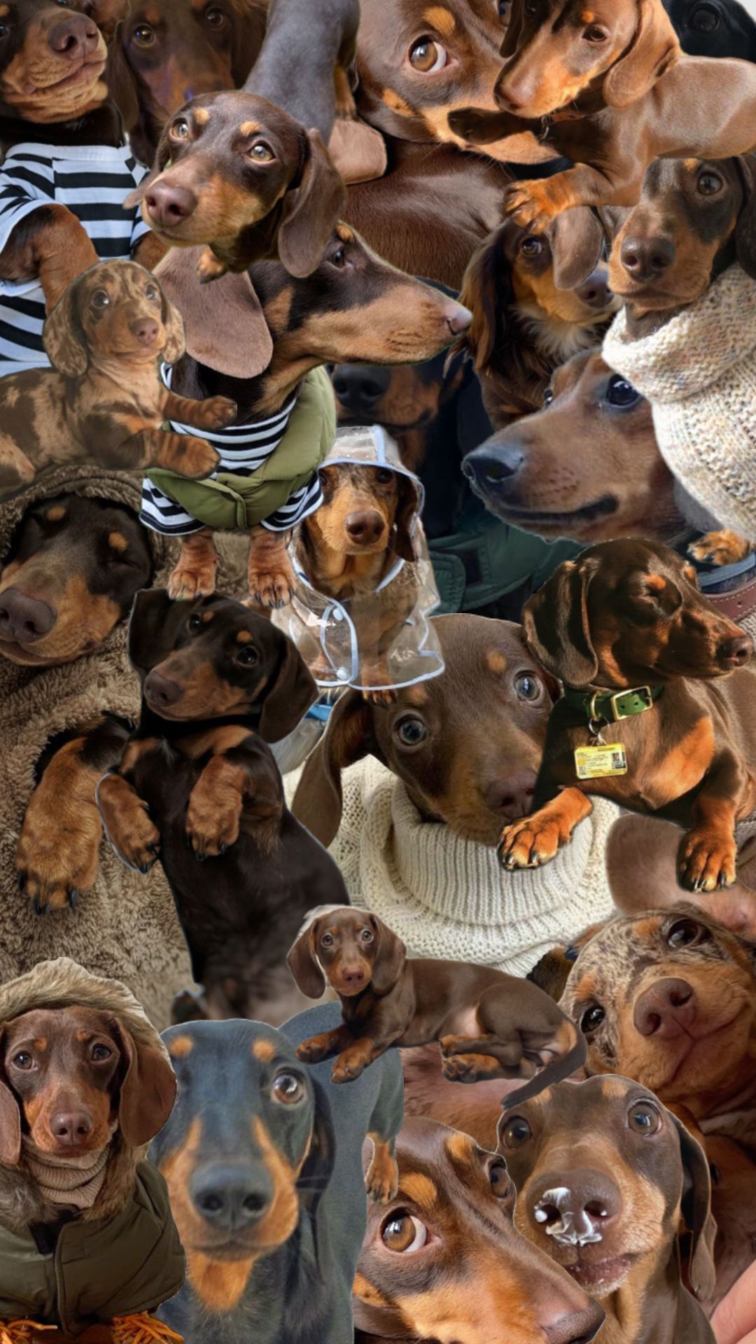 cute wiener dog wallpapers 0010