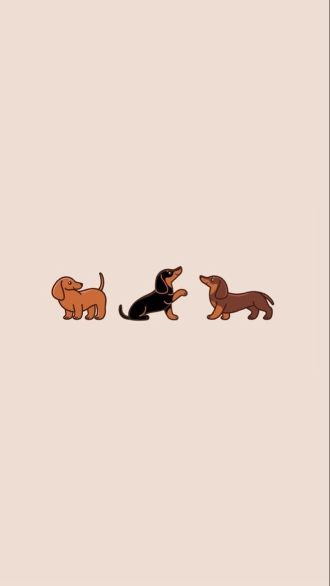 cute wiener dog wallpapers 0012