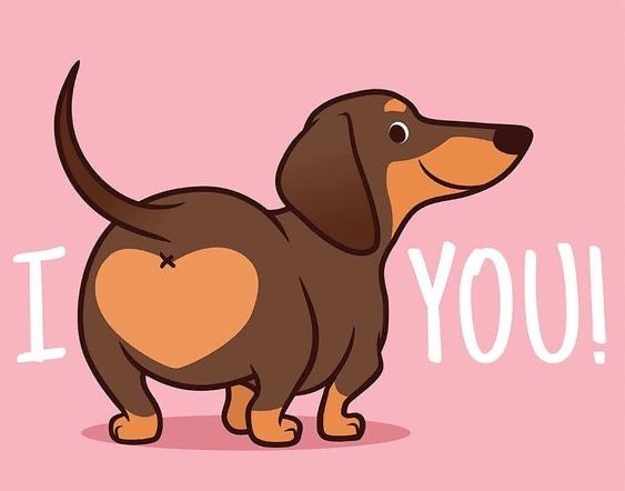 cute wiener dog wallpapers 0015