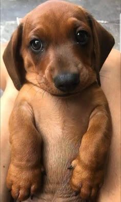 cute wiener dog wallpapers 0020