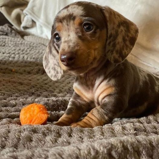 cute wiener dog wallpapers 0022