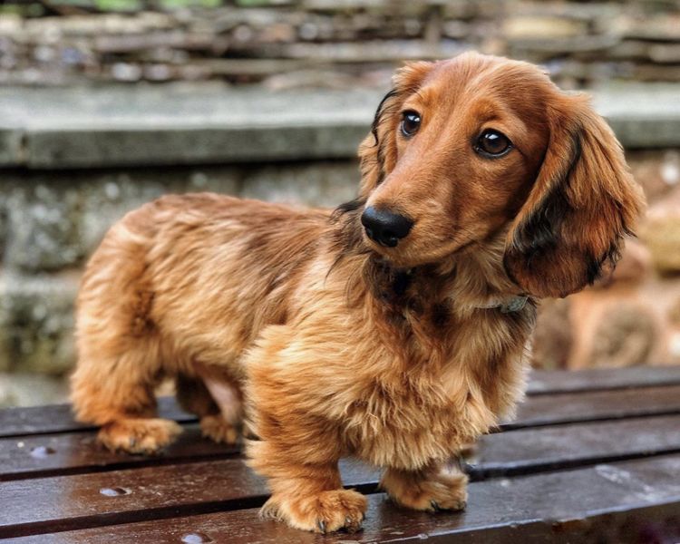 cute wiener dog wallpapers 0026