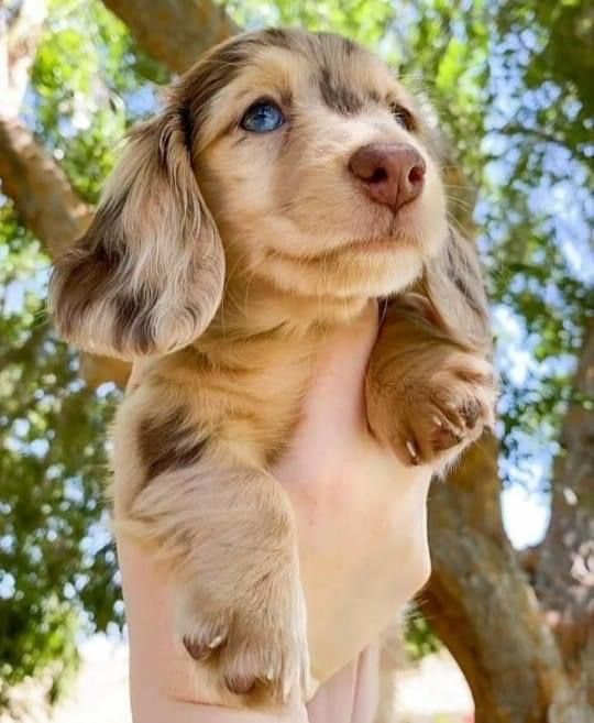 cute wiener dog wallpapers 0031