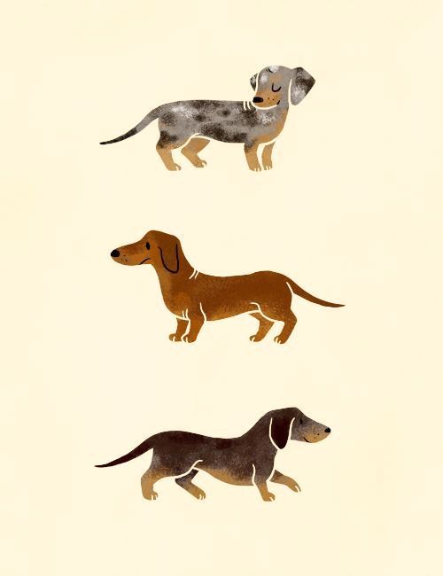 cute wiener dog wallpapers 0056