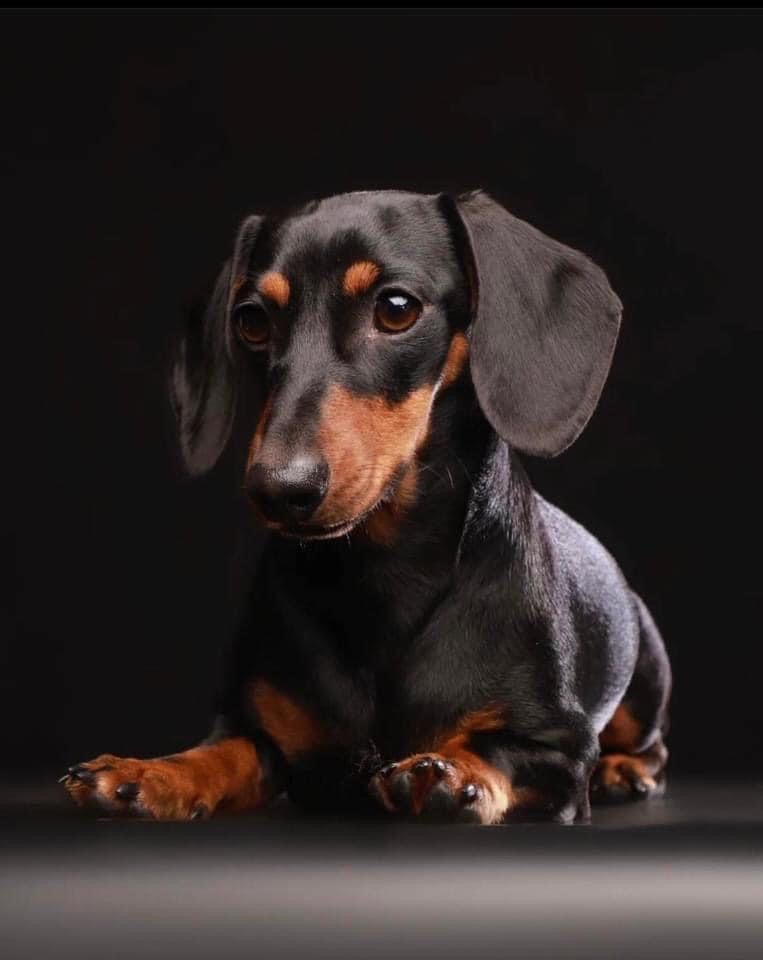 cute wiener dog wallpapers 0058