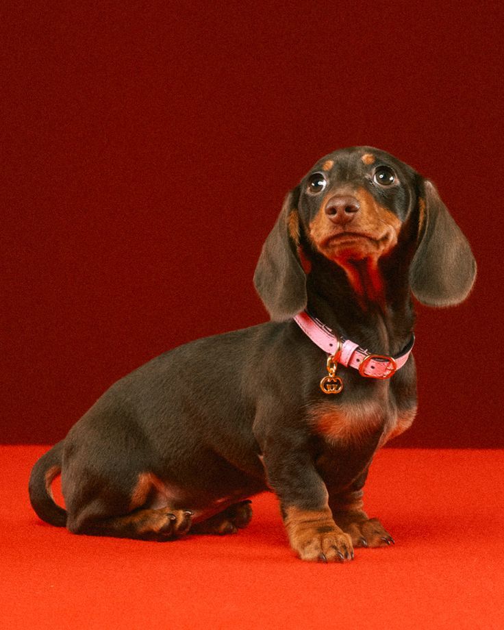 cute wiener dog wallpapers 0068