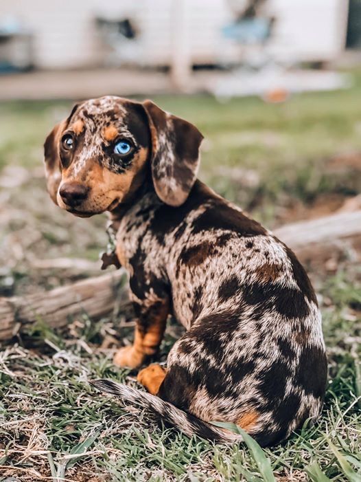 cute wiener dog wallpapers 0072