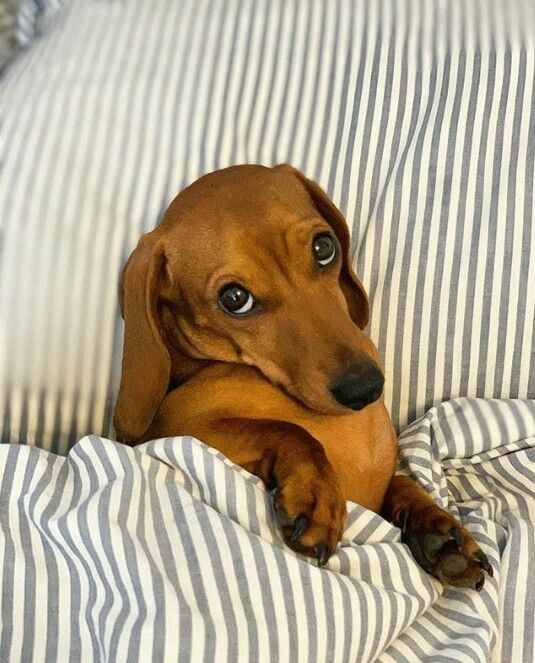 cute wiener dog wallpapers 0076