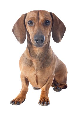 cute wiener dog wallpapers 0080