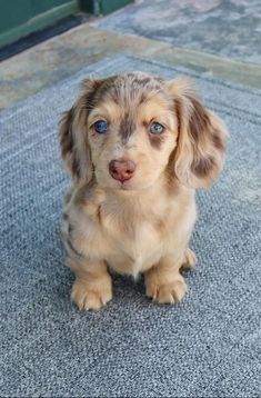 cute wiener dog wallpapers 0089