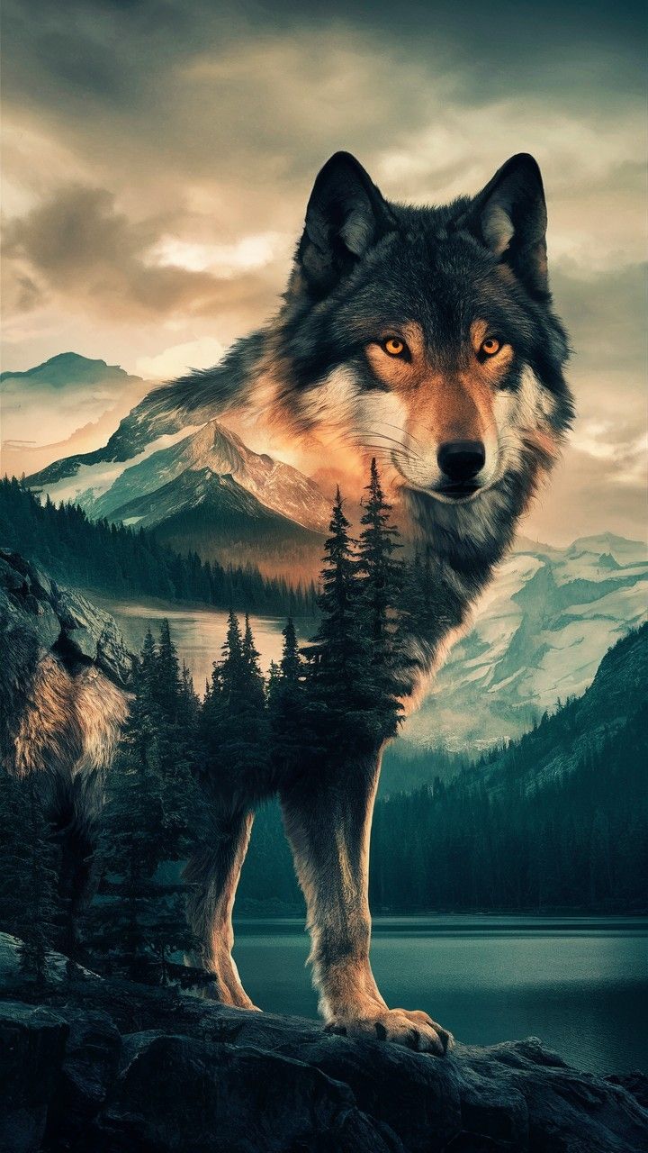 cute wolf wallpapers 0029