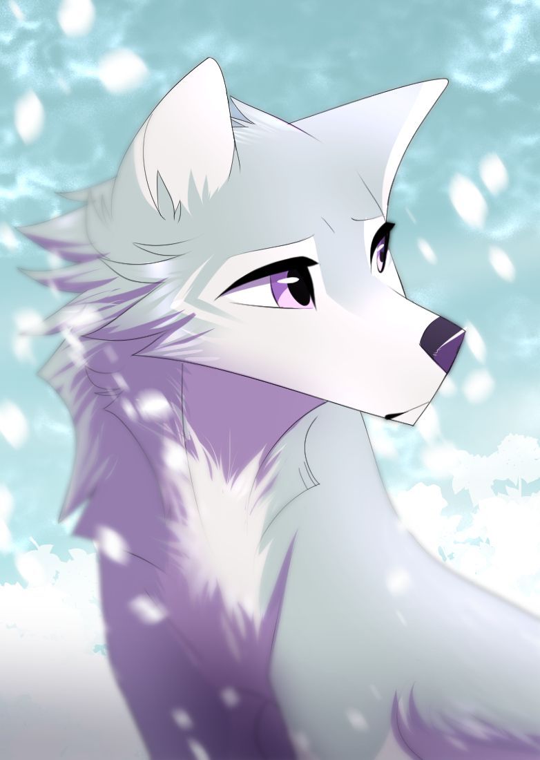 cute wolf wallpapers 0036