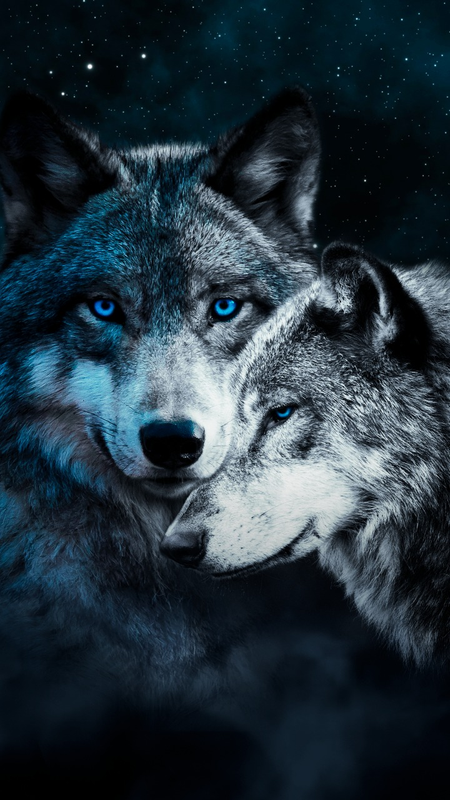 cute wolf wallpapers 0096