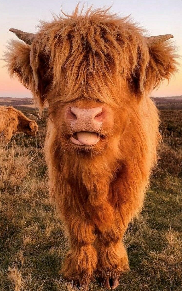 delightful highland cow imagery