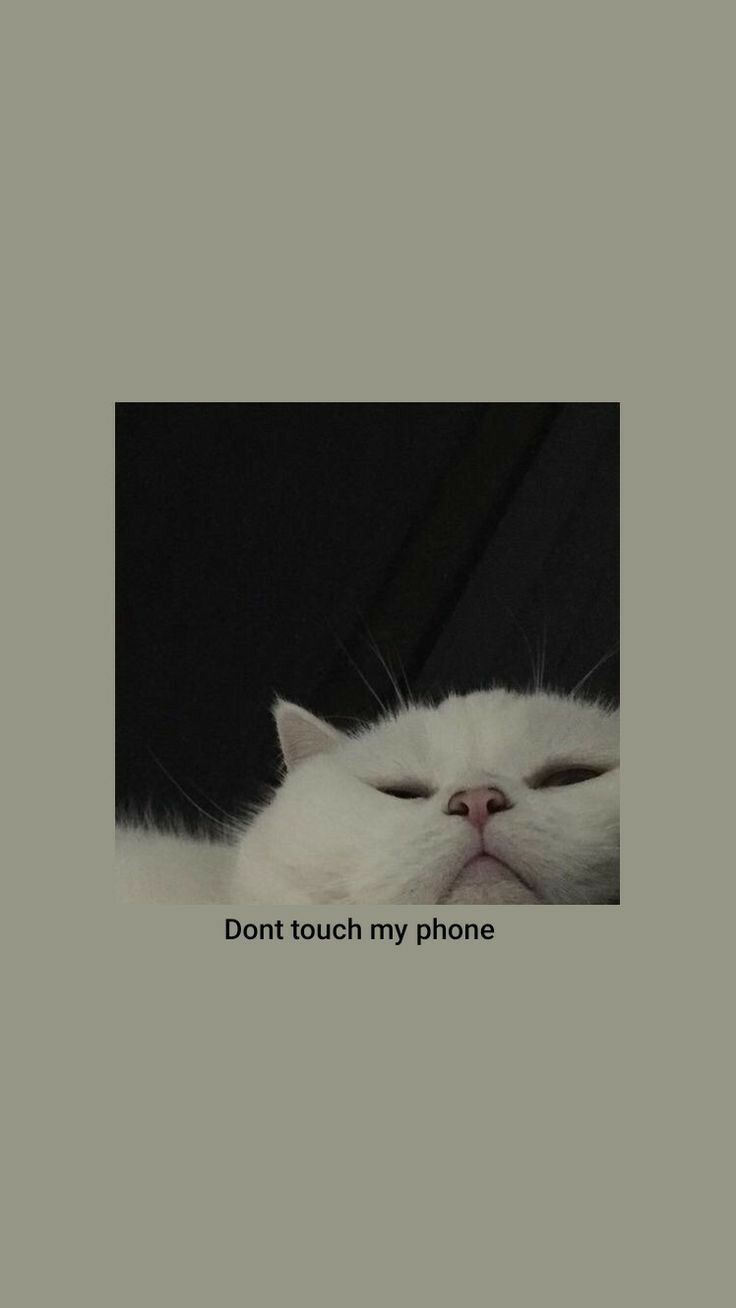 dont touch my phone wallpapers cute 0059