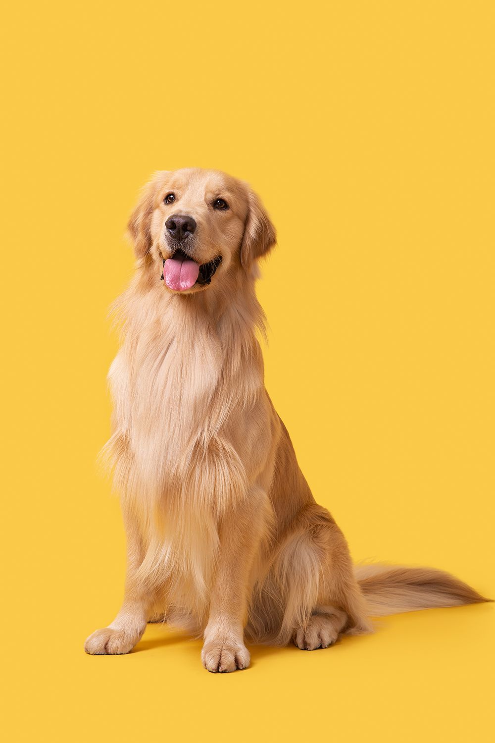 fun and cute golden retriever images