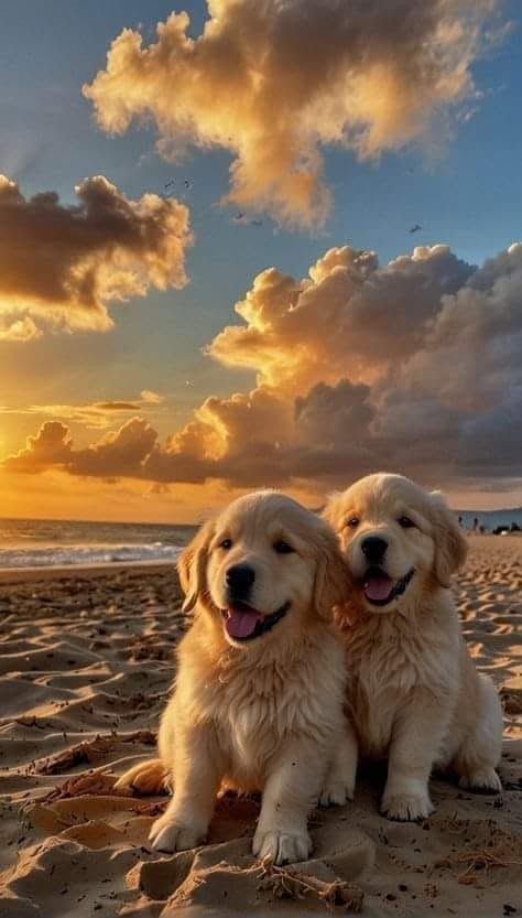 heartwarming cute golden retriever wallpapers.