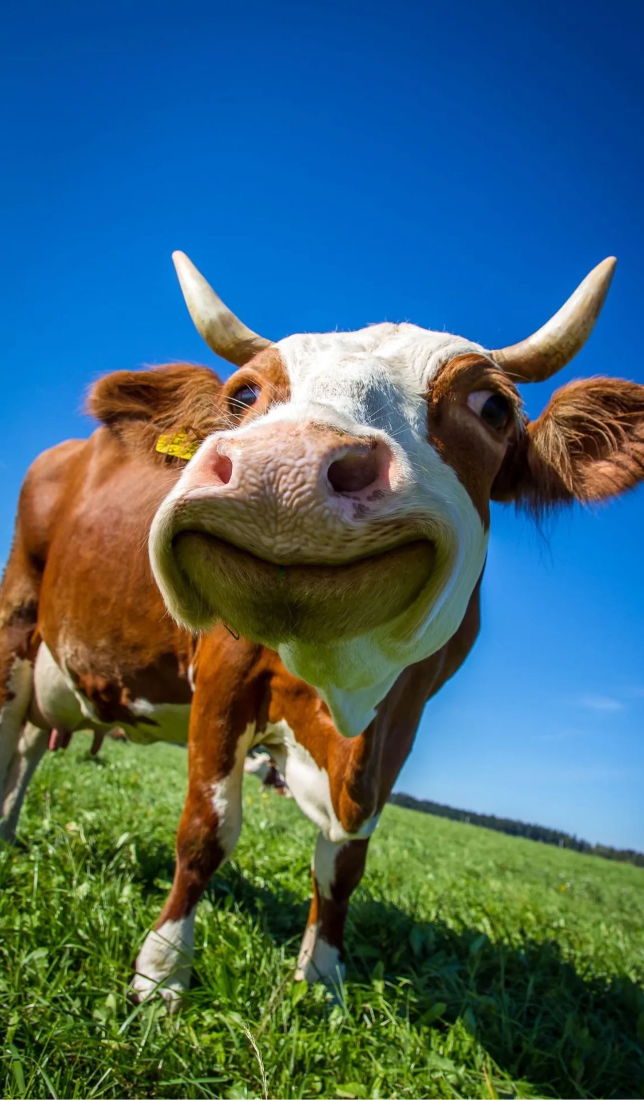 high-resolution cute cow wallpapers