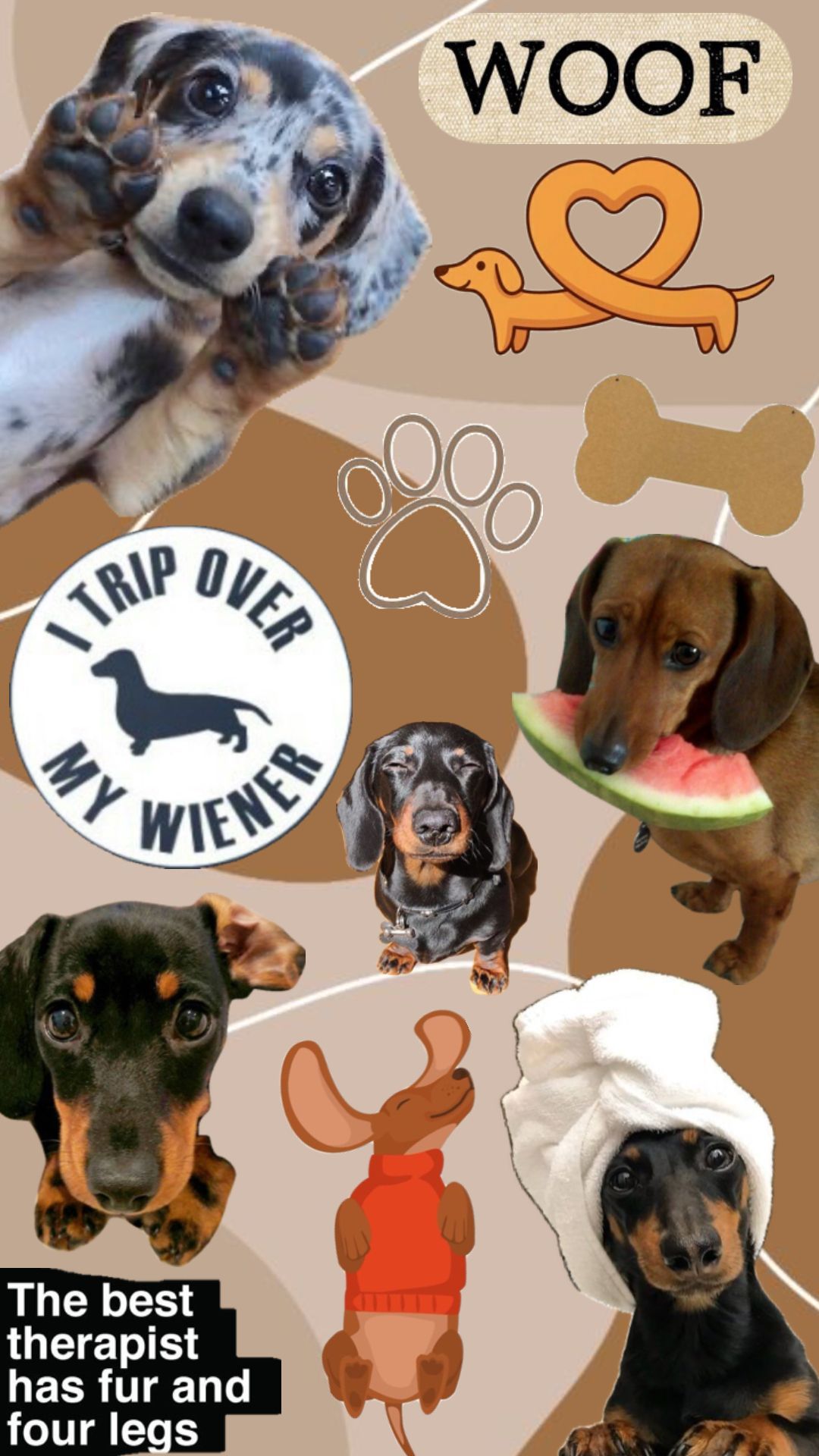 high-resolution cute dachshund backgrounds