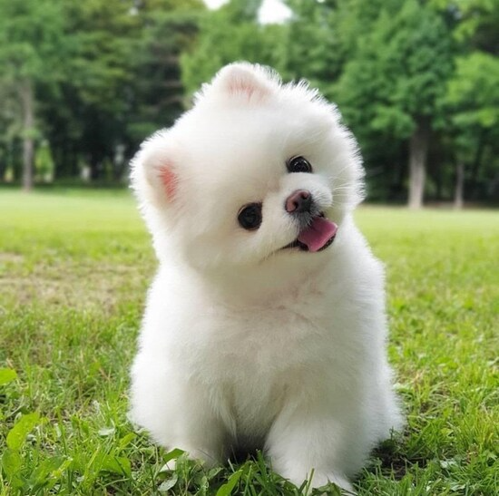 high-resolution cute dog wallpapers