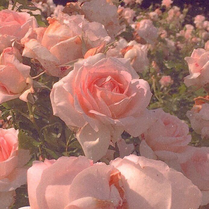 high-resolution cute wallpapers roses