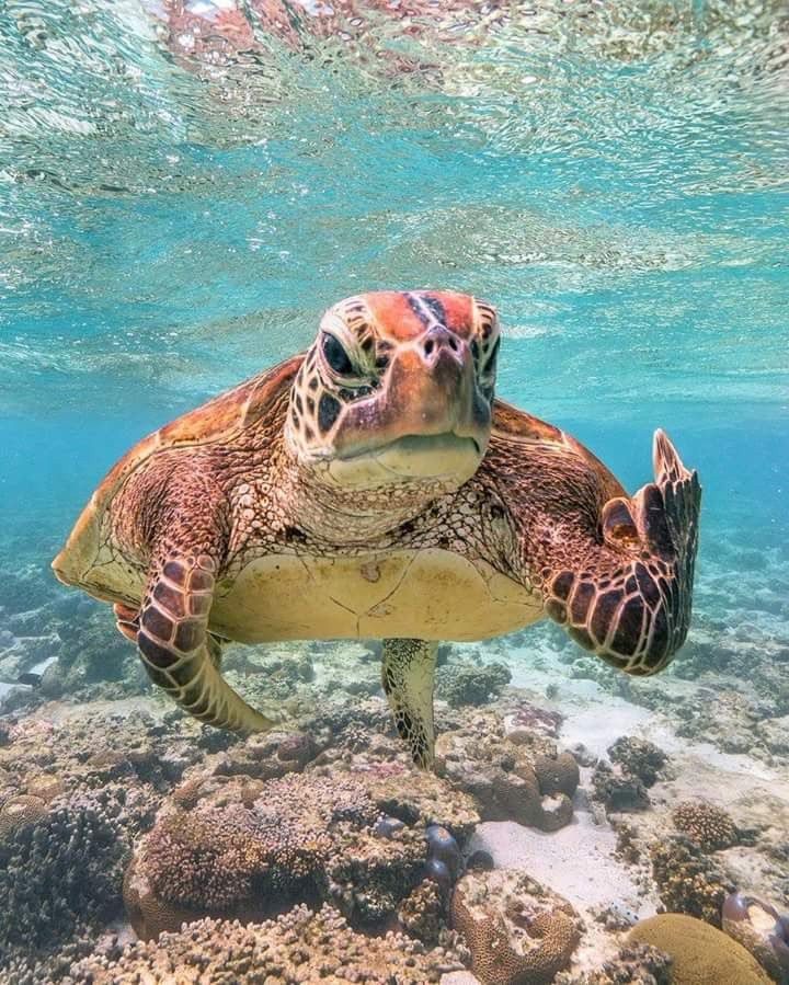 lovely turtle wallpapers for ocean lovers