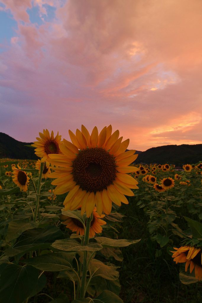 personalized cute wallpapers with sunflowers.