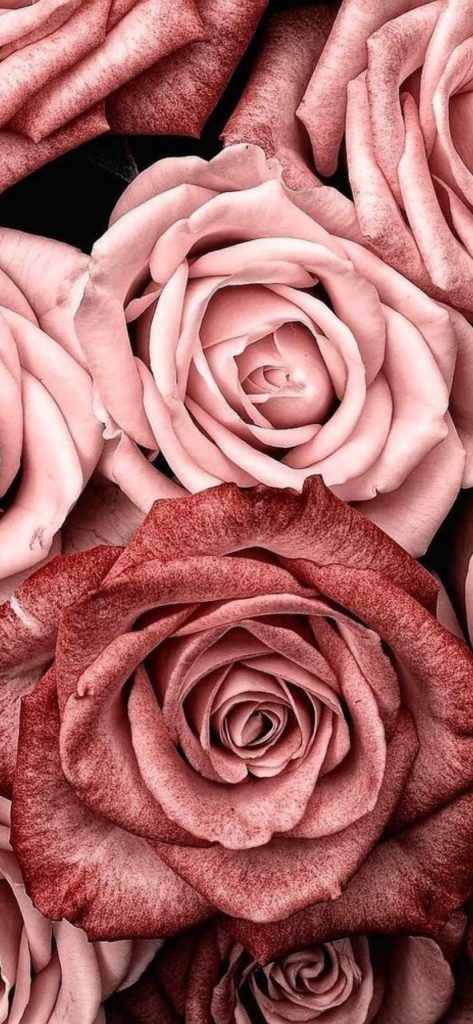 rose gold cute wallpapers 0032