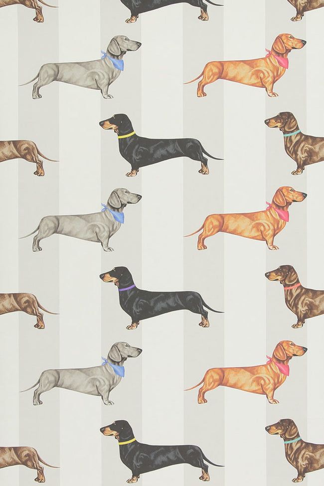 stylish cute dachshund wallpapers for devices