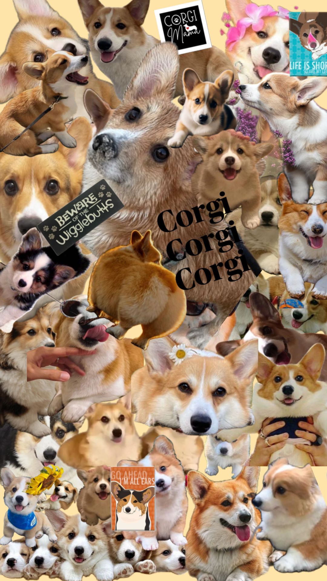 vibrant cute Corgi designs.