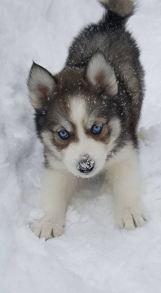 vibrant cute husky wallpapers