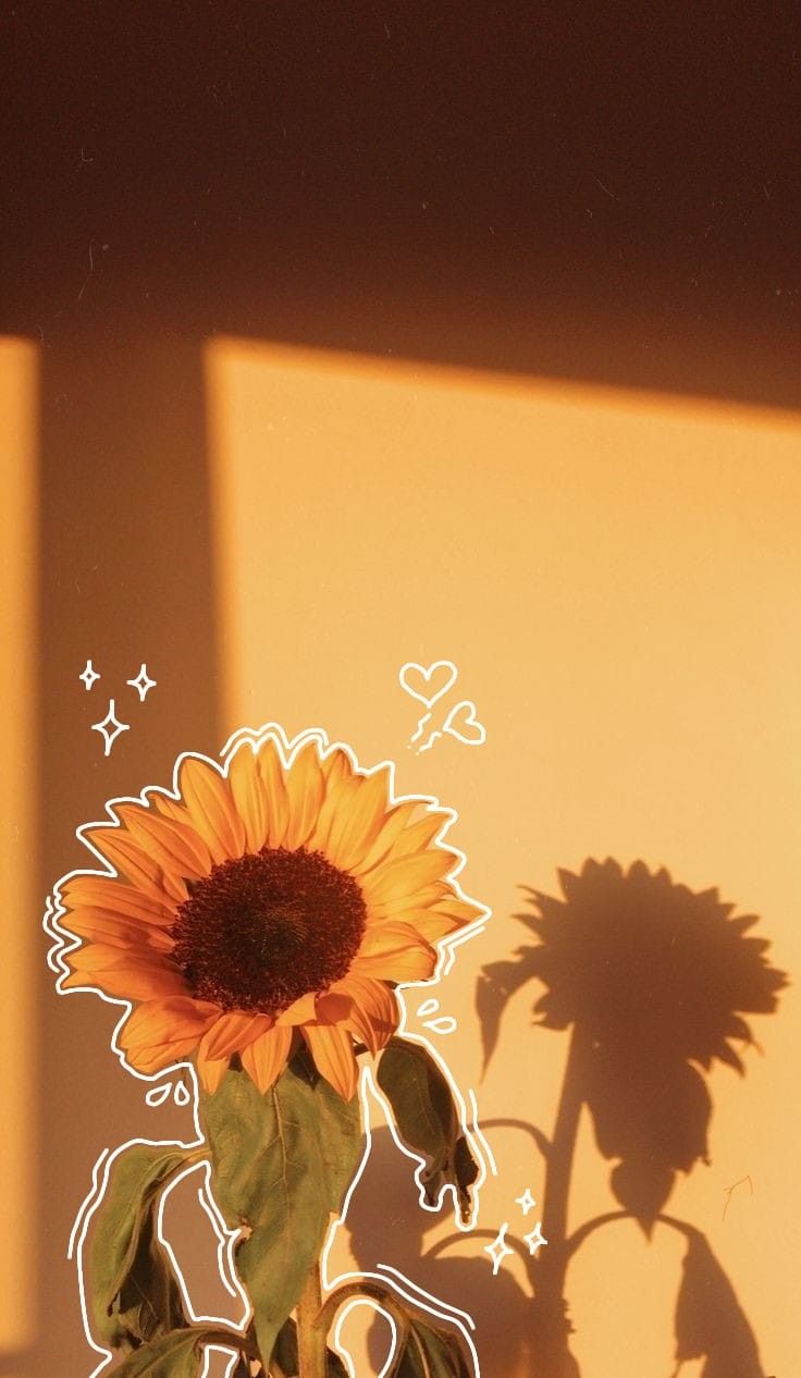 vibrant sunflower aesthetics for wallpapers