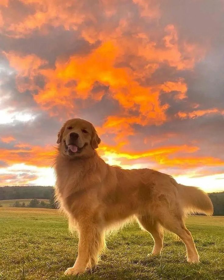 Dreamy cute golden retriever wallpapers that brighten your device