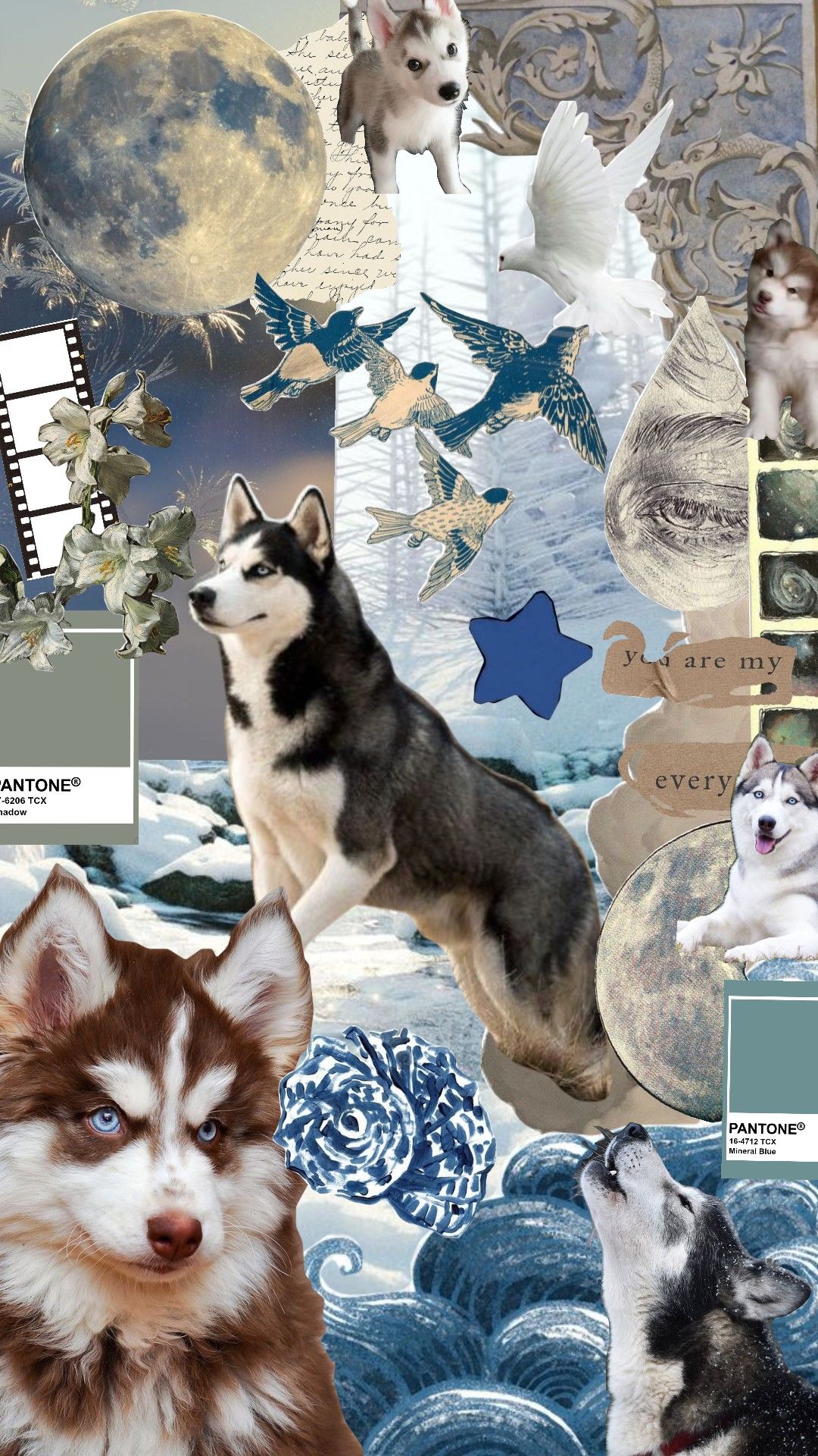 Sparkly cute husky wallpapers that bring joy to your screens